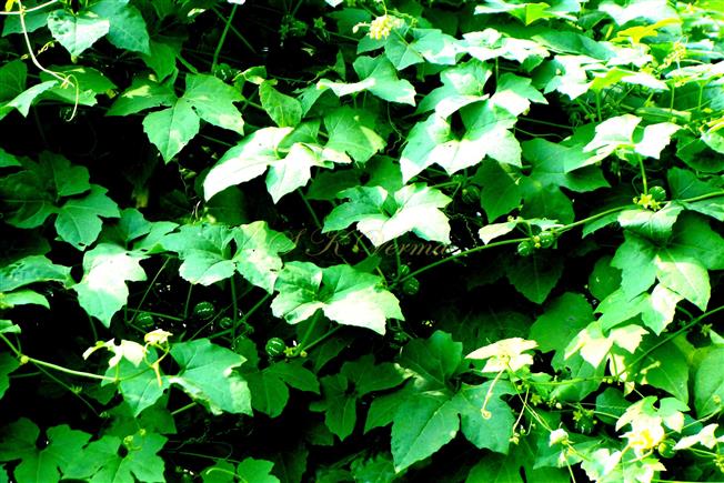  Plant